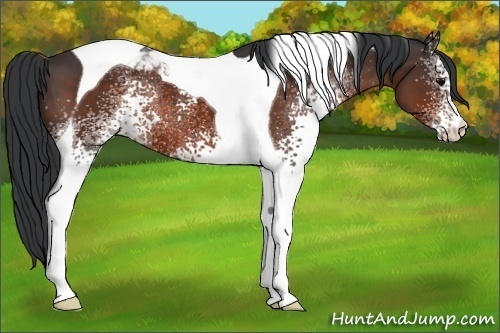 Horse Color:White Spotted Bay Tobiano