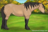 Horse Color:Buckskin 
