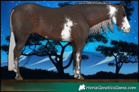 Horse Color:Silver Brown Sabino 