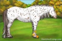 Horse Color:Liver Chestnut Appaloosa 