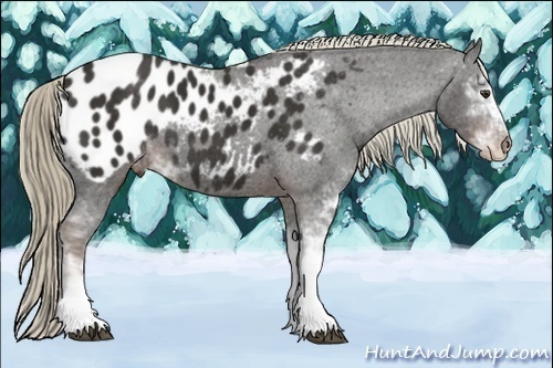 Horse Color:Liver Chestnut Sabino Blanket 