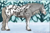 Horse Color:Liver Chestnut Sabino Appaloosa 