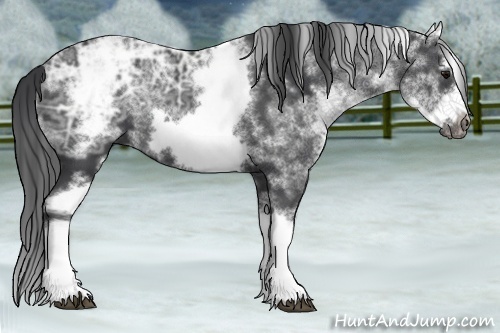 Horse Color:White Spotted Black Ice Splash Frame 