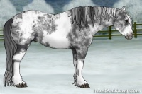Horse Color:White Spotted Black Ice Splash Frame 