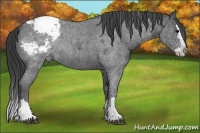 Horse Color:Blue Ice Roan Splash Snowcap