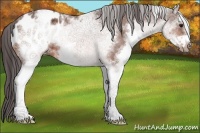 Horse Color:White Spotted Bay Ice Splash Frame Appaloosa 