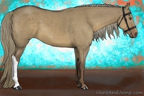 Horse Color:Liver Red Dun 