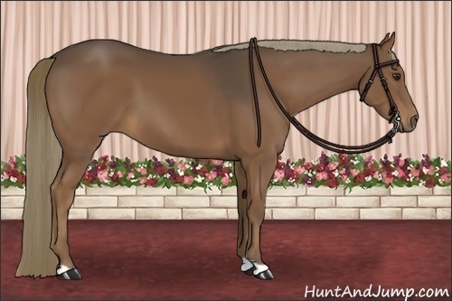 Horse Color:Liver Chestnut 