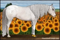 Horse Color:Liver Chestnut Appaloosa