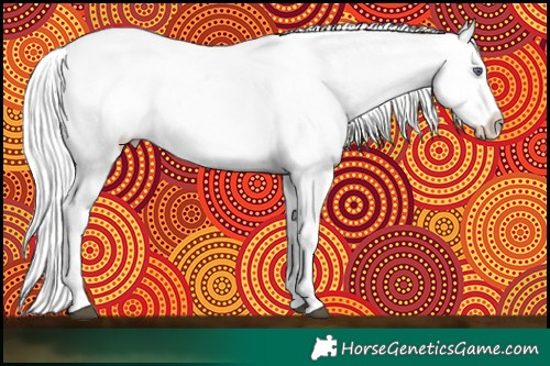 Horse Color:Liver Chestnut Chinchilla Appaloosa 