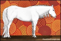 Horse Color:Liver Chestnut Chinchilla Appaloosa 