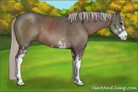 Horse Color:Silver Black Sabino 