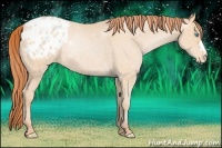 Horse Color:Buckskin Pearl Appaloosa 