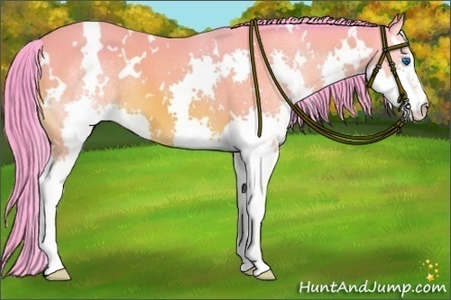 Horse Color:Watercolor White Spotted Bay Splash 