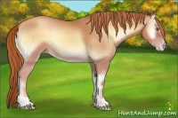 Horse Color:Gold Champagne Onyx