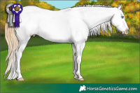 Horse Color:Buckskin Pearl Appaloosa