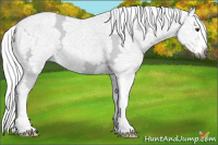 Horse Color:Gray Chestnut Ice Splash 