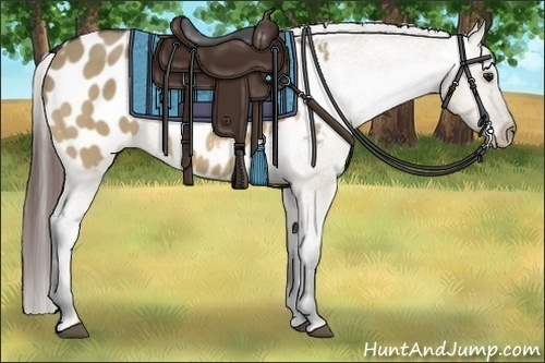Horse Color:Bay Dun Sabino Appaloosa 