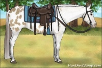 Horse Color:Bay Dun Sabino Appaloosa 