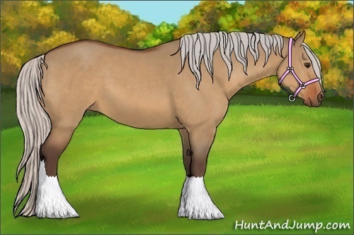Horse Color:Silver Bay Dun Sabino 