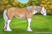 Horse Color:Silver Bay Sabino Splash 