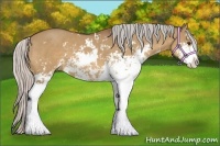 Horse Color:Silver Bay Dun Sabino