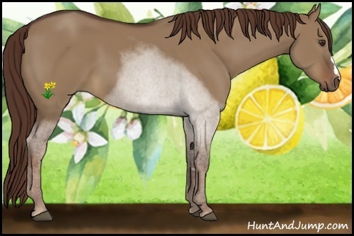 Horse Color:Liver Red Dun 