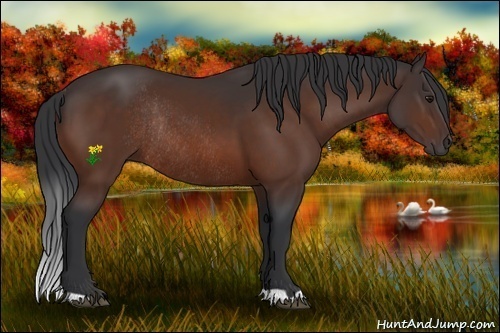 Horse Color:Bay Rabicano 