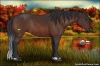 Horse Color:Bay Rabicano