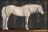 Horse Color:Chocolate Palomino Pearl Sabino 