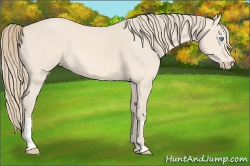 Horse Color:Perlino Frame