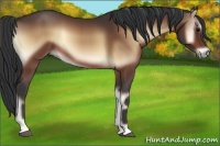 Horse Color:Bay Onyx 