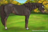 Horse Color:Liver Chestnut Sabino
