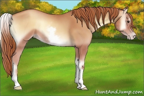 Horse Color:White Spotted Gold Champagne Onyx Sabino 