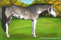 Horse Color:Blue Onyx Splash Frame