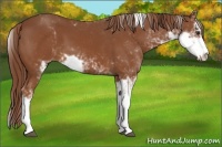 Horse Color:Chestnut Sabino
