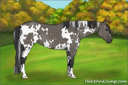 Horse Color:White Spotted Grullo
