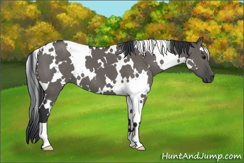 Horse Color:White Spotted Grullo