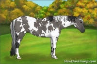 Horse Color:White Spotted Grullo