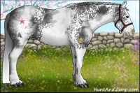 Horse Color:White Spotted Black Splash Rabicano