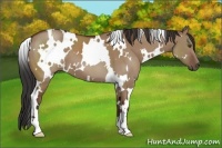 Horse Color:White Spotted Bay Dun
