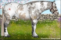 Horse Color:White Spotted Buckskin Blanket 
