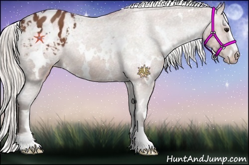 Horse Color:White Spotted Silver Bay Sabino Appaloosa Rabicano 