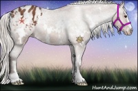 Horse Color:White Spotted Silver Bay Sabino Appaloosa Rabicano