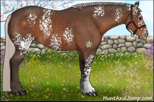 Horse Color:White Spotted Silver Bay Rabicano