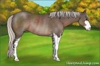 Horse Color:Silver Black Sabino Rabicano 
