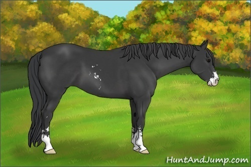 Horse Color:Black Sabino