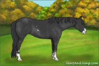 Horse Color:Black Sabino