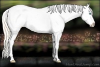 Horse Color:White Spotted Perlino Splash Frame Appaloosa 