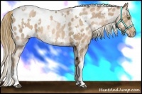 Horse Color:White Spotted Liver Chestnut Pearl Appaloosa